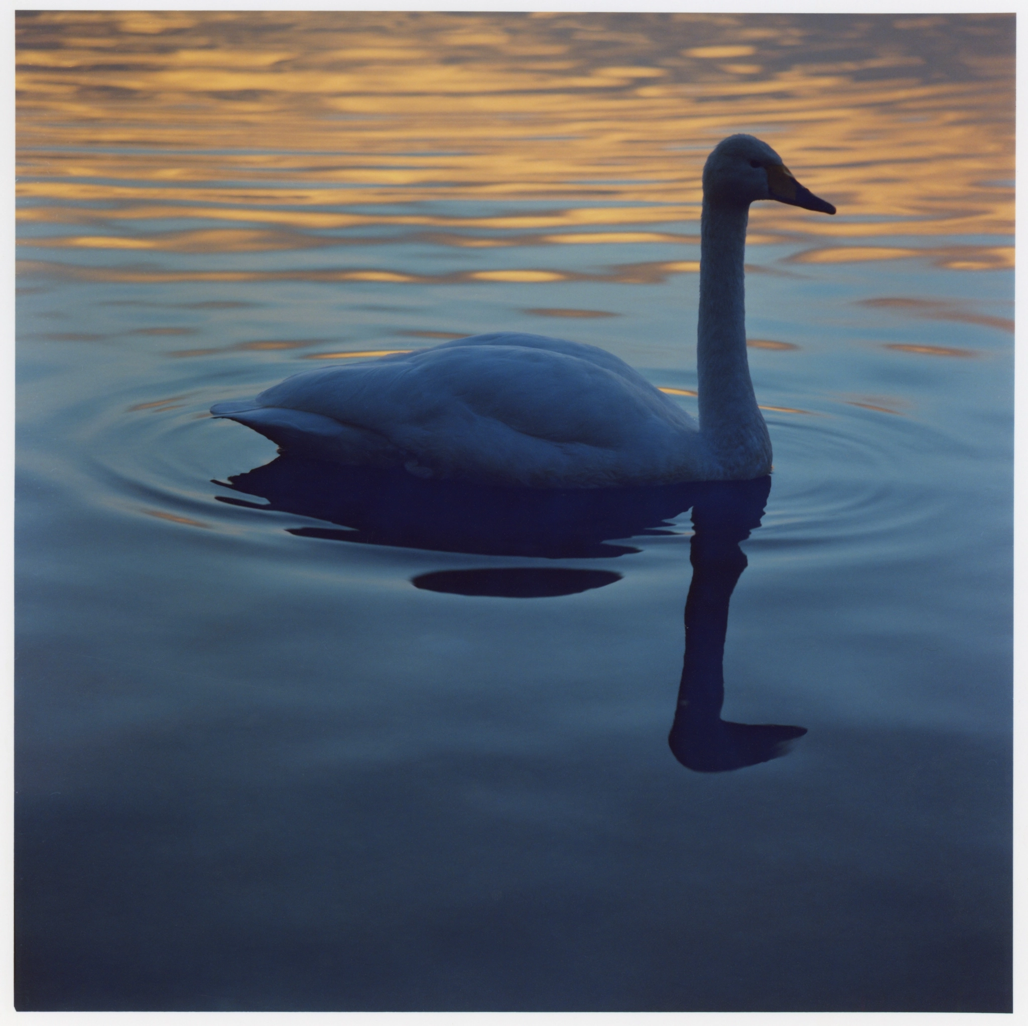 swan twilight